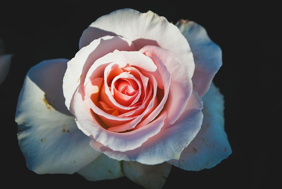 white rose, flower, sunlight, petal, bloom, flowering plant HD wallpaper