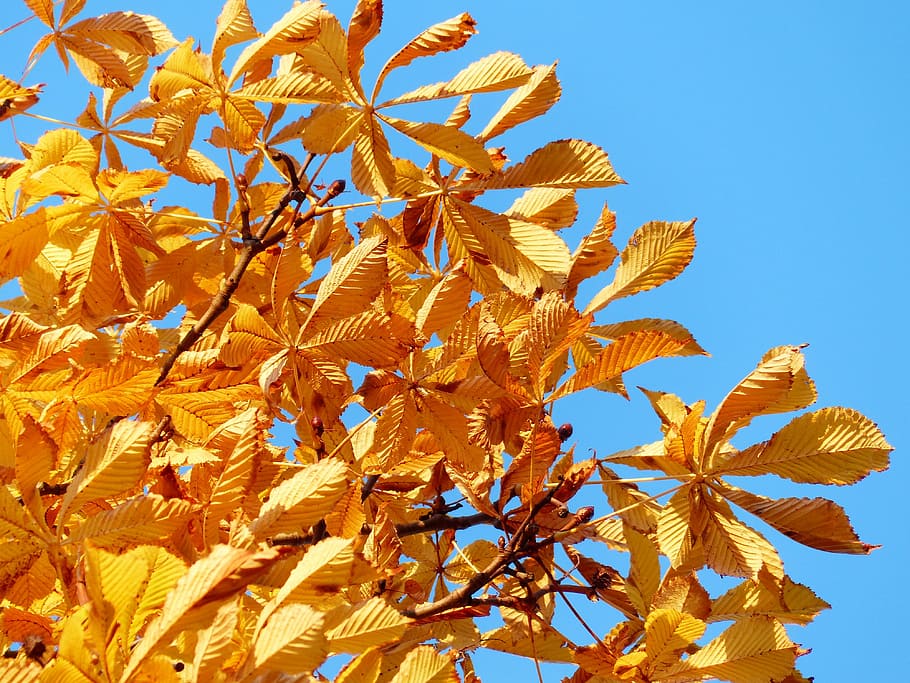 fall leaves, golden, rays, light, yellow, yellow green, autumn colours HD wallpaper