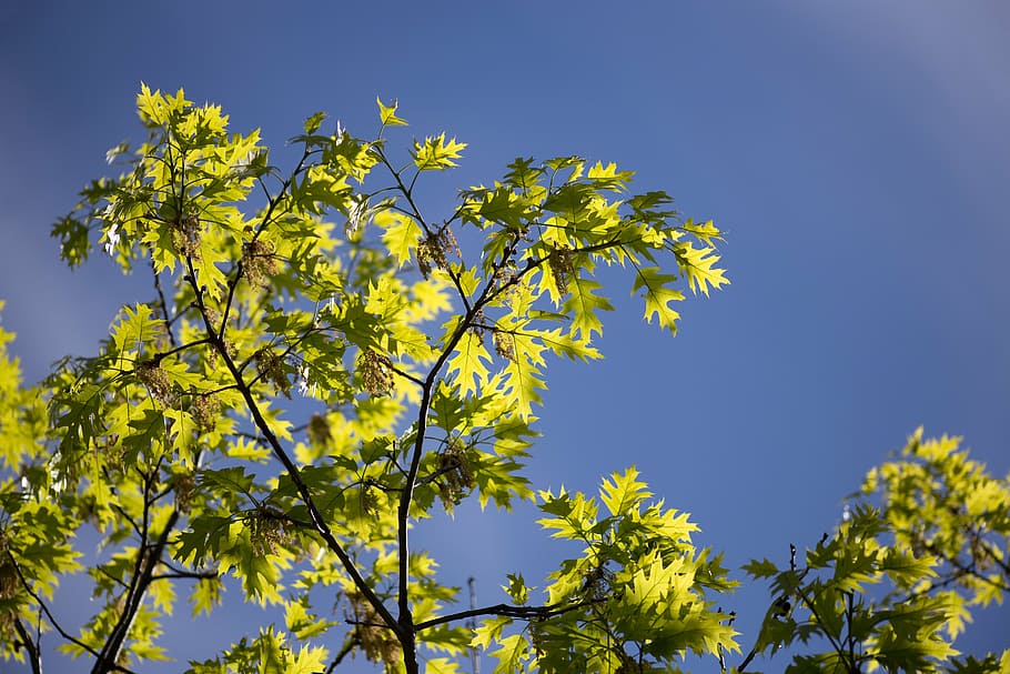 leaves, nature, sky, summer, trees, leaf, yellow, branch, plant HD wallpaper