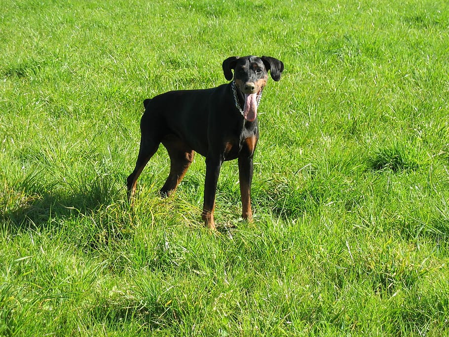 Dog, Doberman, Meadow, grass, one animal, domestic animals HD wallpaper