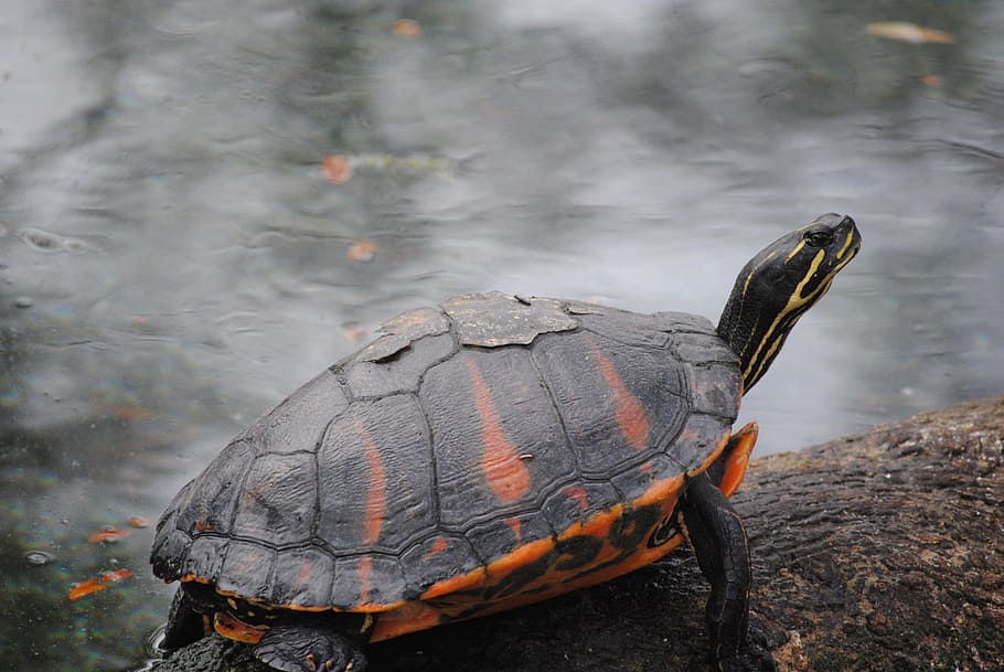 Turtle, Green, Orange, Sea, Animal, nature, ocean, marine, wildlife HD wallpaper