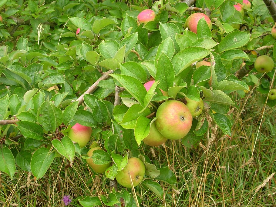apple, fruit, tree, nature, vegetation, healthy eating, food and drink HD wallpaper