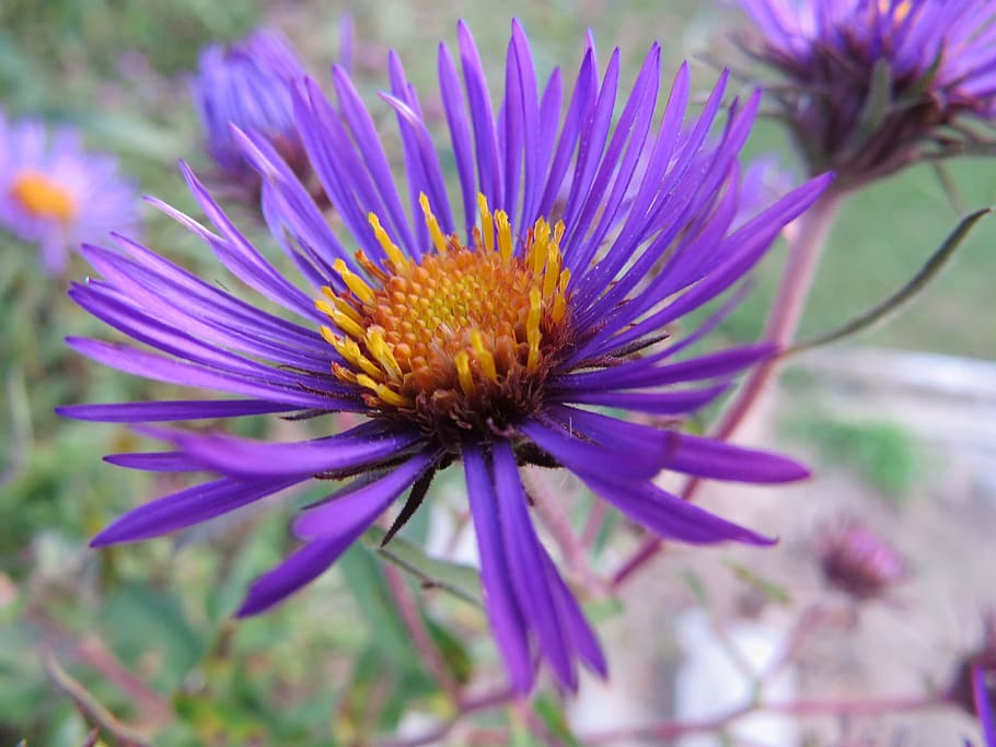 Aster, Flower, Bloom, Blossom, Floral, natural, petal, botanical HD wallpaper