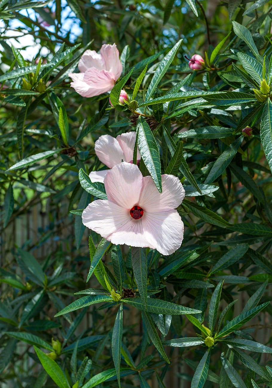 flowers, hibiscus, china rose, hawaiian hibiscus, pink hibiscus flowers, HD wallpaper