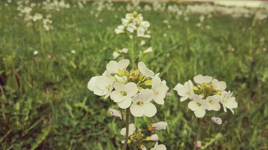 flower, summer, filter, flowering plant, freshness, beauty in nature HD wallpaper