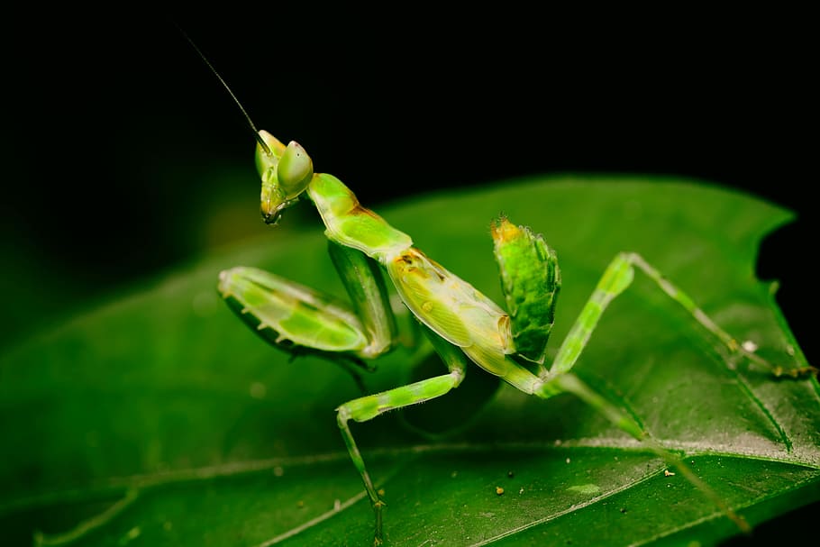 Macro, Mantis, Insects, green, nayure, green color, leaf, one animal HD wallpaper