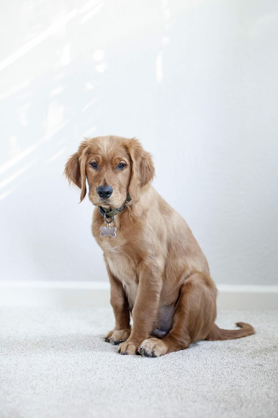 medium-coated brown dog, dark golden retriever puppy sitting inside the room, HD wallpaper