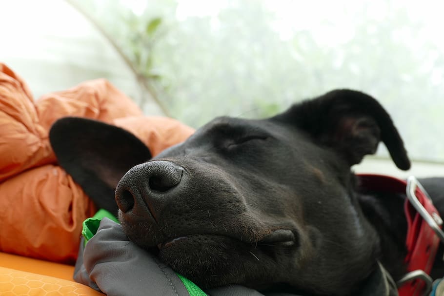black Labrador lying on orange and gray bed, sleeping black dog near window