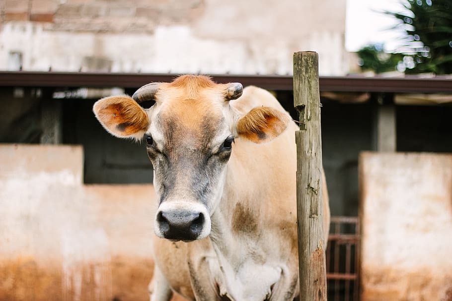 brown and white cow, brown cow near brown stick, animal, post HD wallpaper