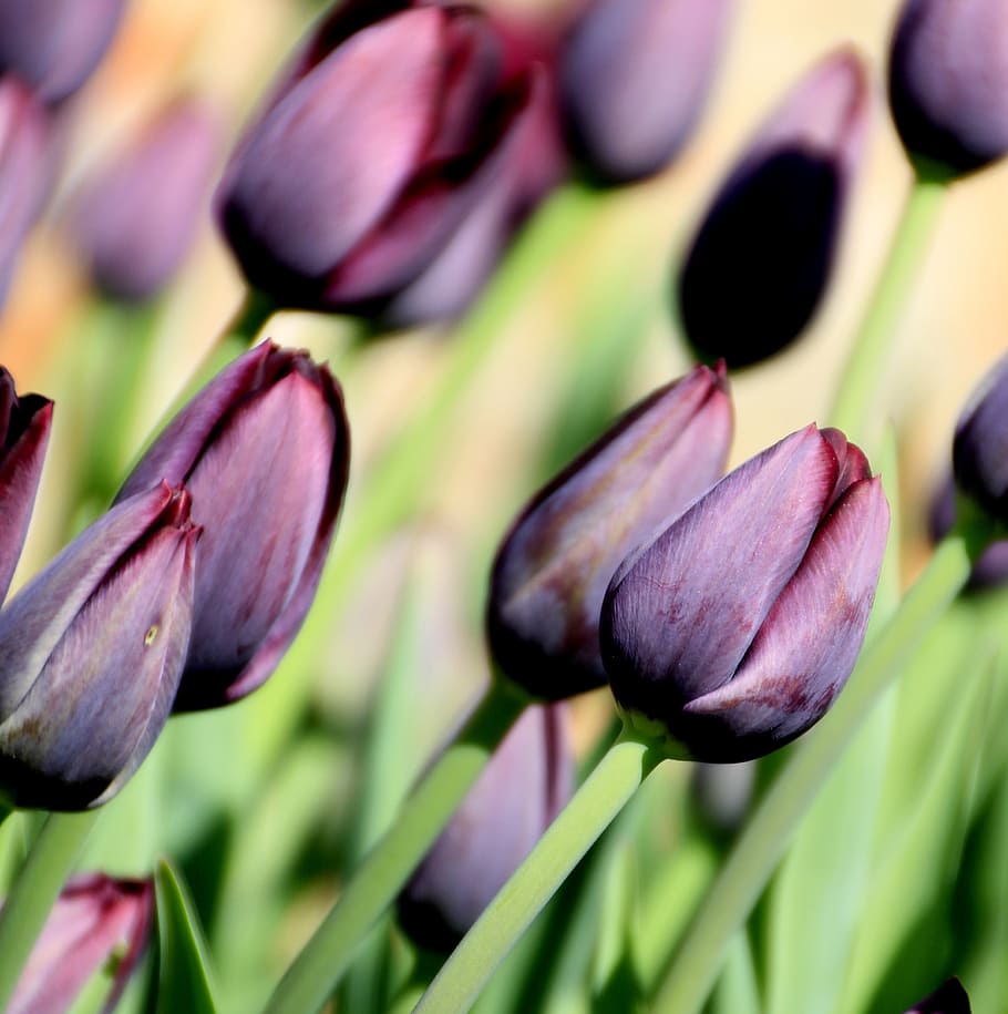 flower, tulip, purple, spring, nature, floral, bloom, blossom HD wallpaper