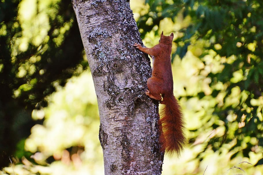 Squirrel, Nager, Cute, Nature, Rodent, climb, garden, eat, brown HD wallpaper