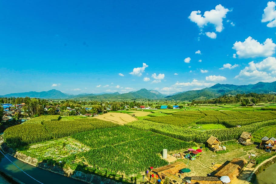 Houses Near the Rice Wheat Field Under the Clear Blue Skies, agricultural