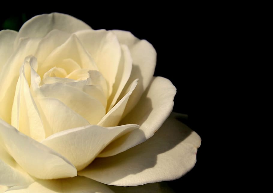 rose, white, blossom, bloom, white roses, flower, nature, way of the roses HD wallpaper