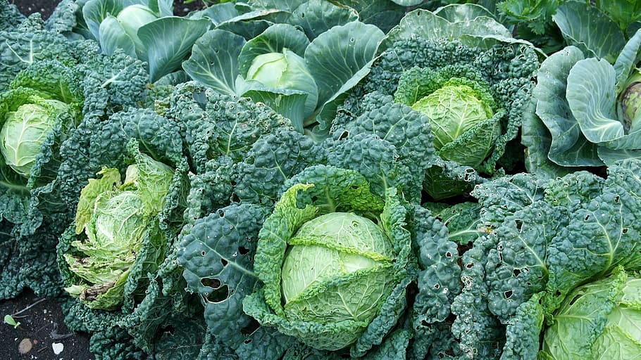 kohl, vegetables, healthy, green, food, eat, benefit from, hearty HD wallpaper