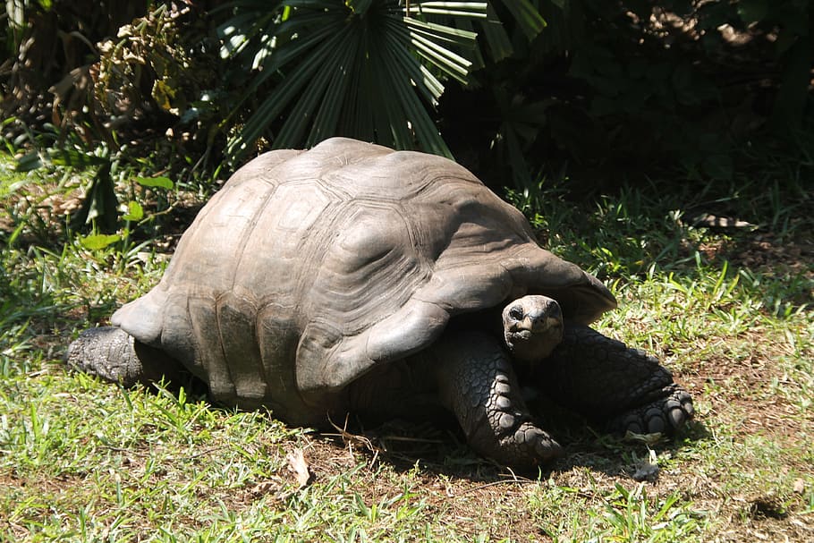 tortoise, turtle, animal, big, slow, reptile, shell, wildlife HD wallpaper