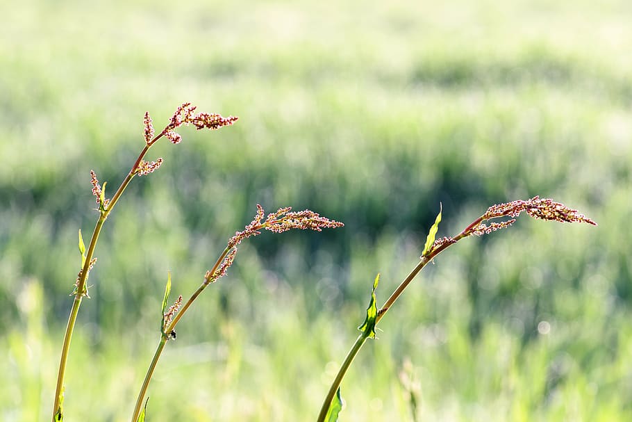 meadow, plant, spring, grass, flowers, nature, wild flower HD wallpaper