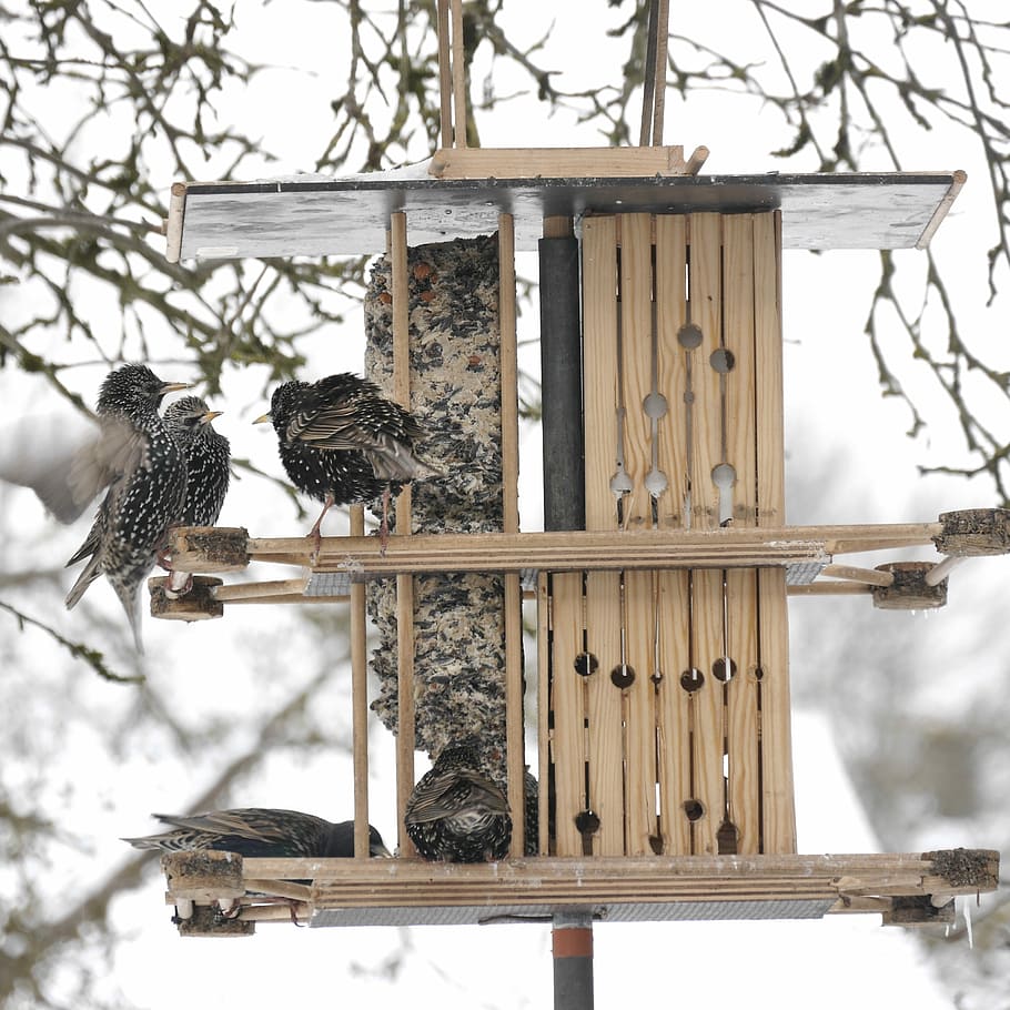 stare, feeding, aviary, bird, animal themes, vertebrate, animals in the wild HD wallpaper