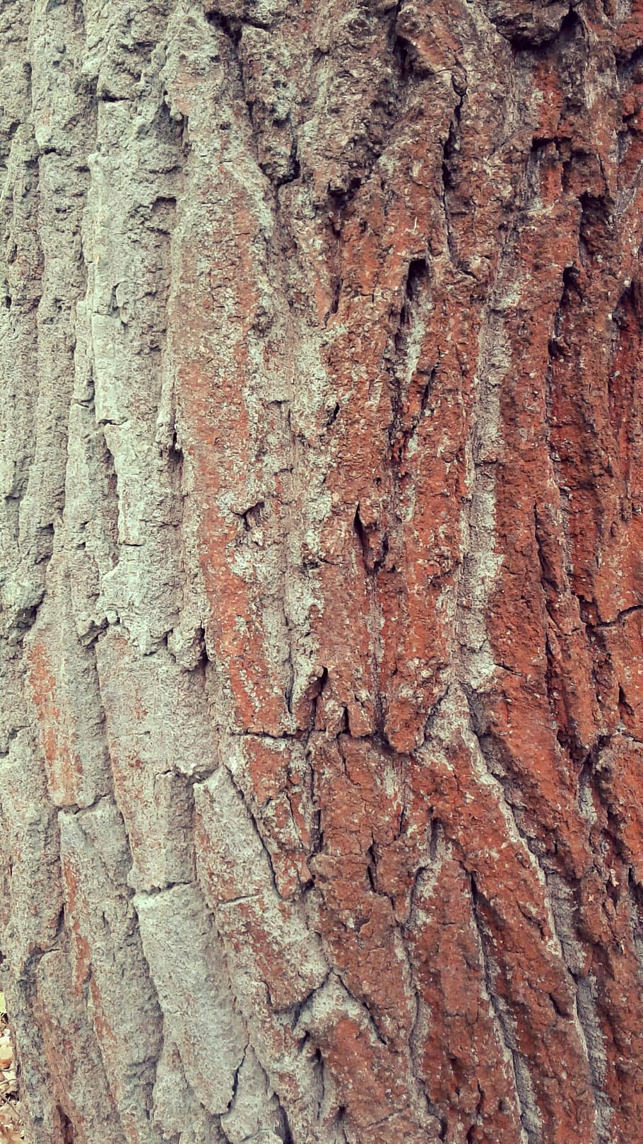 Forest, Nature, Tree, Plant, Moss, lichen, living nature, closeup HD wallpaper