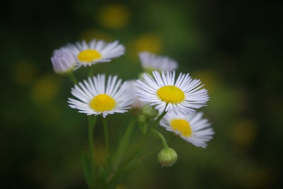 HD wallpaper: Weed, Plant, Leaves, bkume, little daisy, blossom, bloom ...