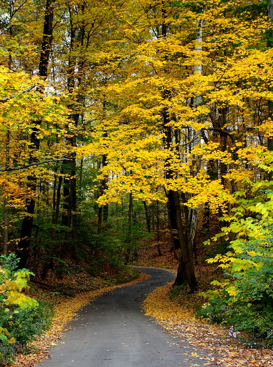 gray asphalt road under yellow leaf trees, autumn, fall, forest HD wallpaper