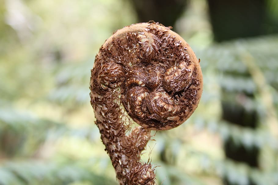 Fern, Frond, Leaf, Flora, Foliage, Macro, silver fern, auckland HD wallpaper