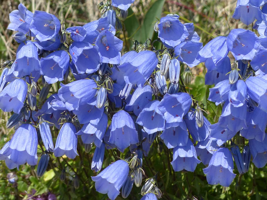 dwarf bellflower, blossom, bloom, blue, campanula cochleariifolia, HD wallpaper