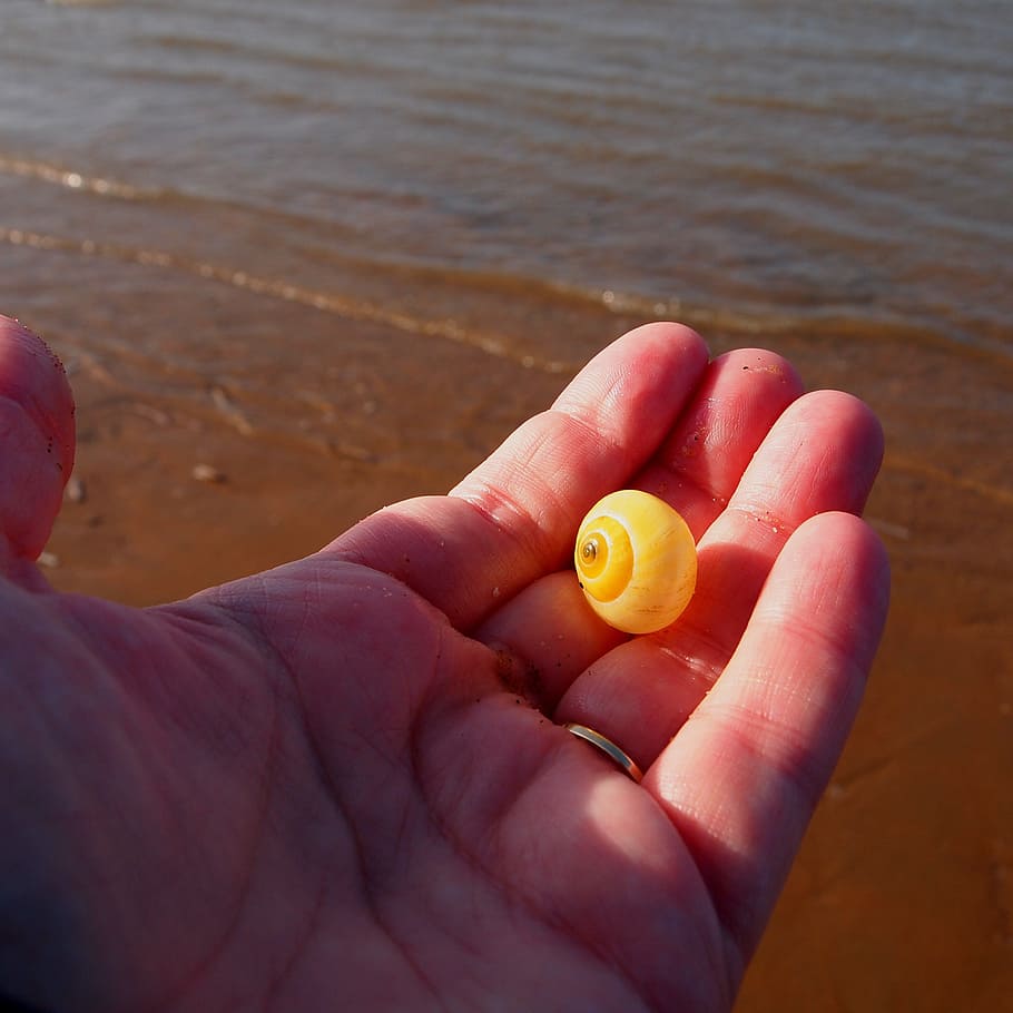 shell, hand, yellow, stick, beach, fingers, open, sea, human hand HD wallpaper
