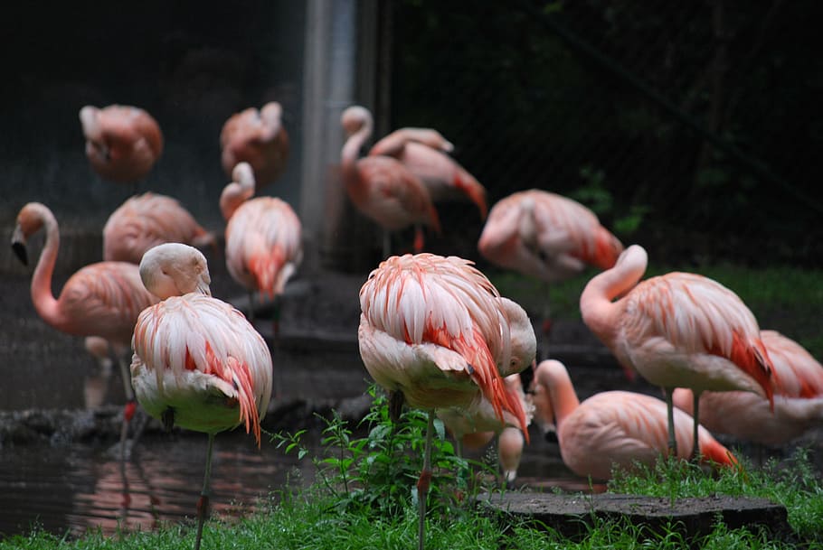 flamingo, zoo, water, bird, pink color, animal, vertebrate HD wallpaper