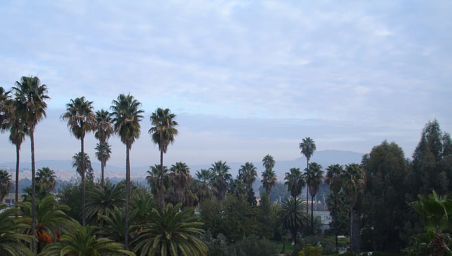 palm trees, green, sky, plant, growth, tropical climate, beauty in nature HD wallpaper