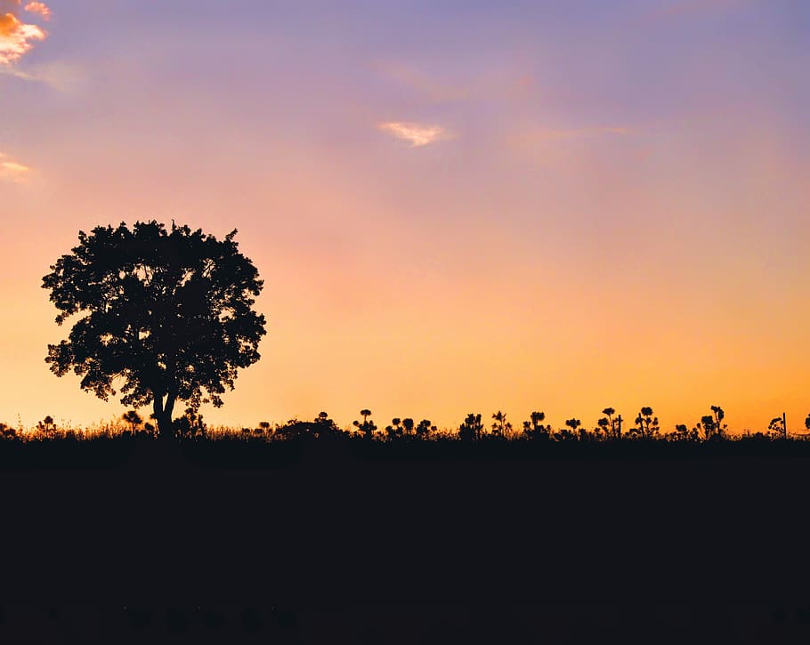 silhouette of tree and flowers during sunset, silhouette trees during orange sunset HD wallpaper