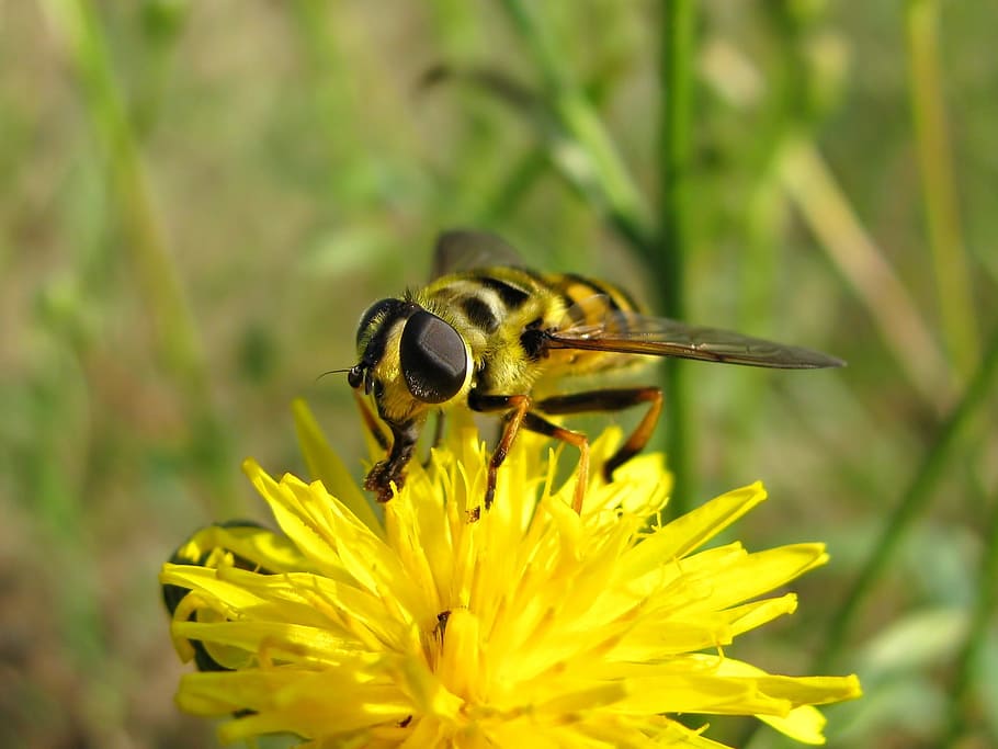 fly, bee, insect, flowers, dandelion, summer, meadow, colors HD wallpaper