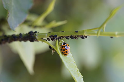 ladybug, asian ladybug, insect, lice, pest control, eating the enemy HD wallpaper