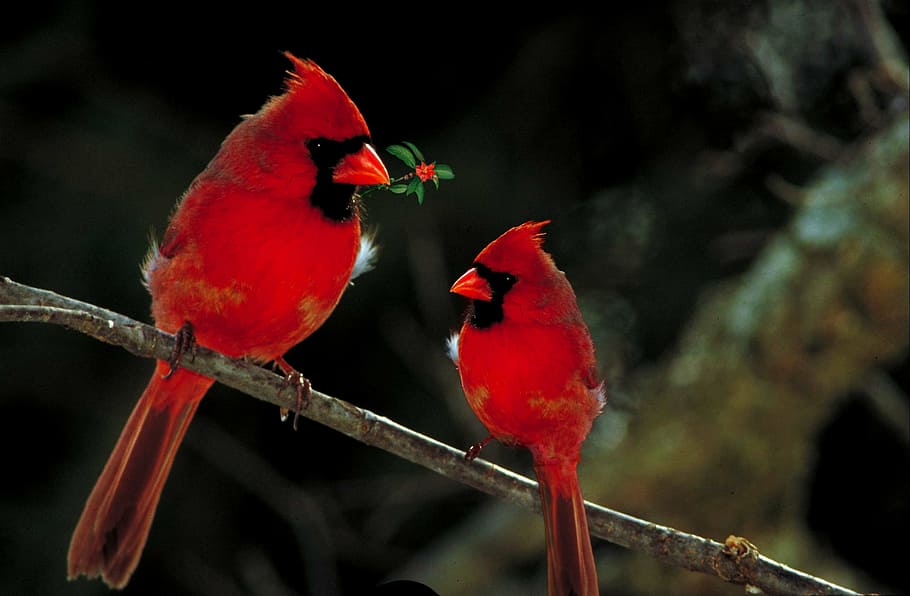 two Cardinal birds on tree branch, cardinals, fauna, wild, outdoors