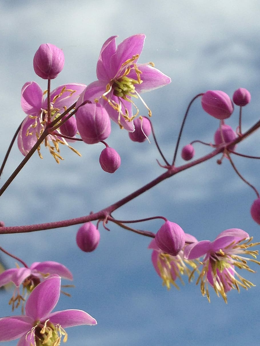 Pink, Flower, Nature, Spring, Blossom, bloom, natural, floral HD wallpaper