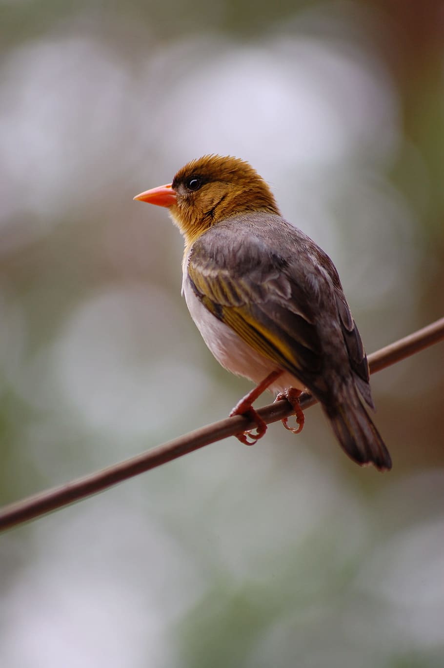 selective focus photography of brown and grey bird, weaver HD wallpaper