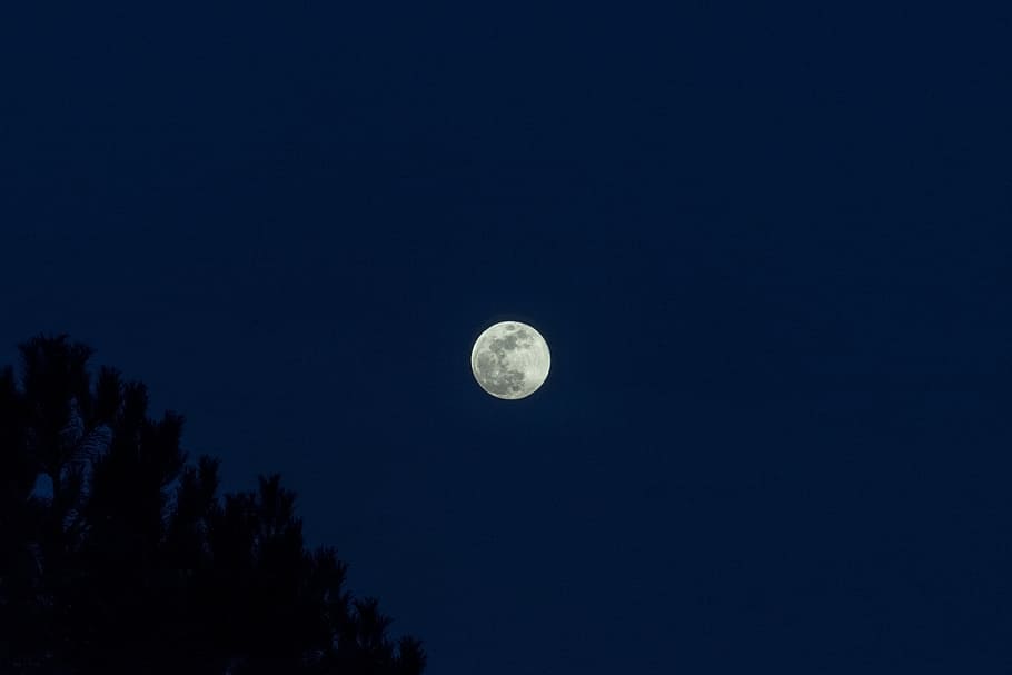 full moon during night time, full moon, sky, tree, silhouette HD wallpaper
