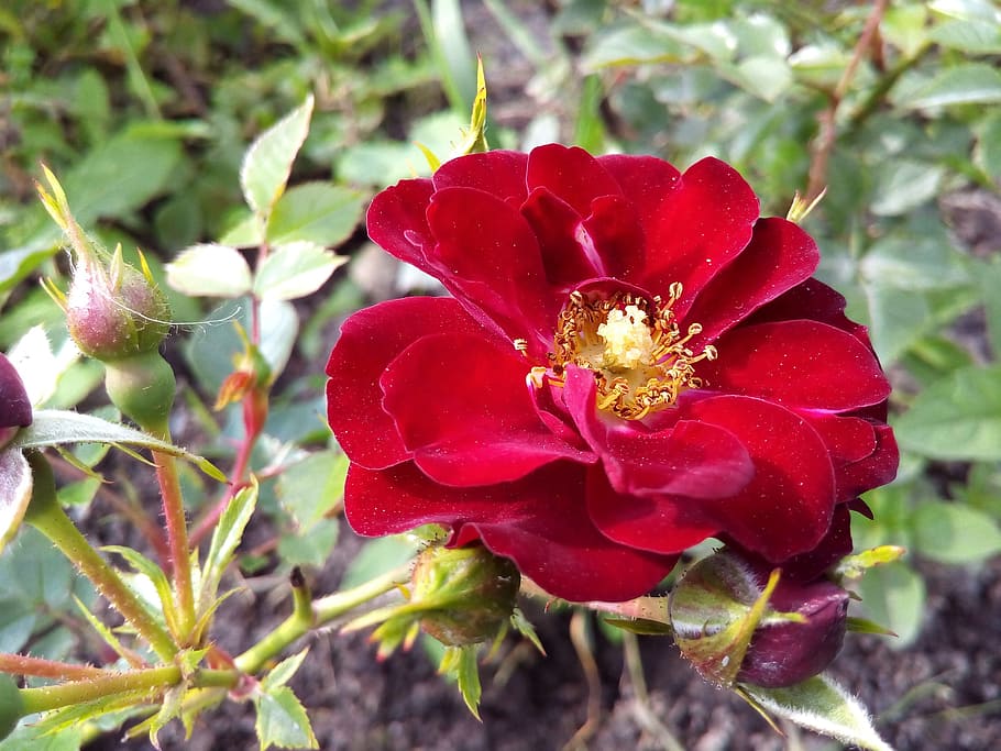 rose, park, red, flower, flowering plant, beauty in nature HD wallpaper
