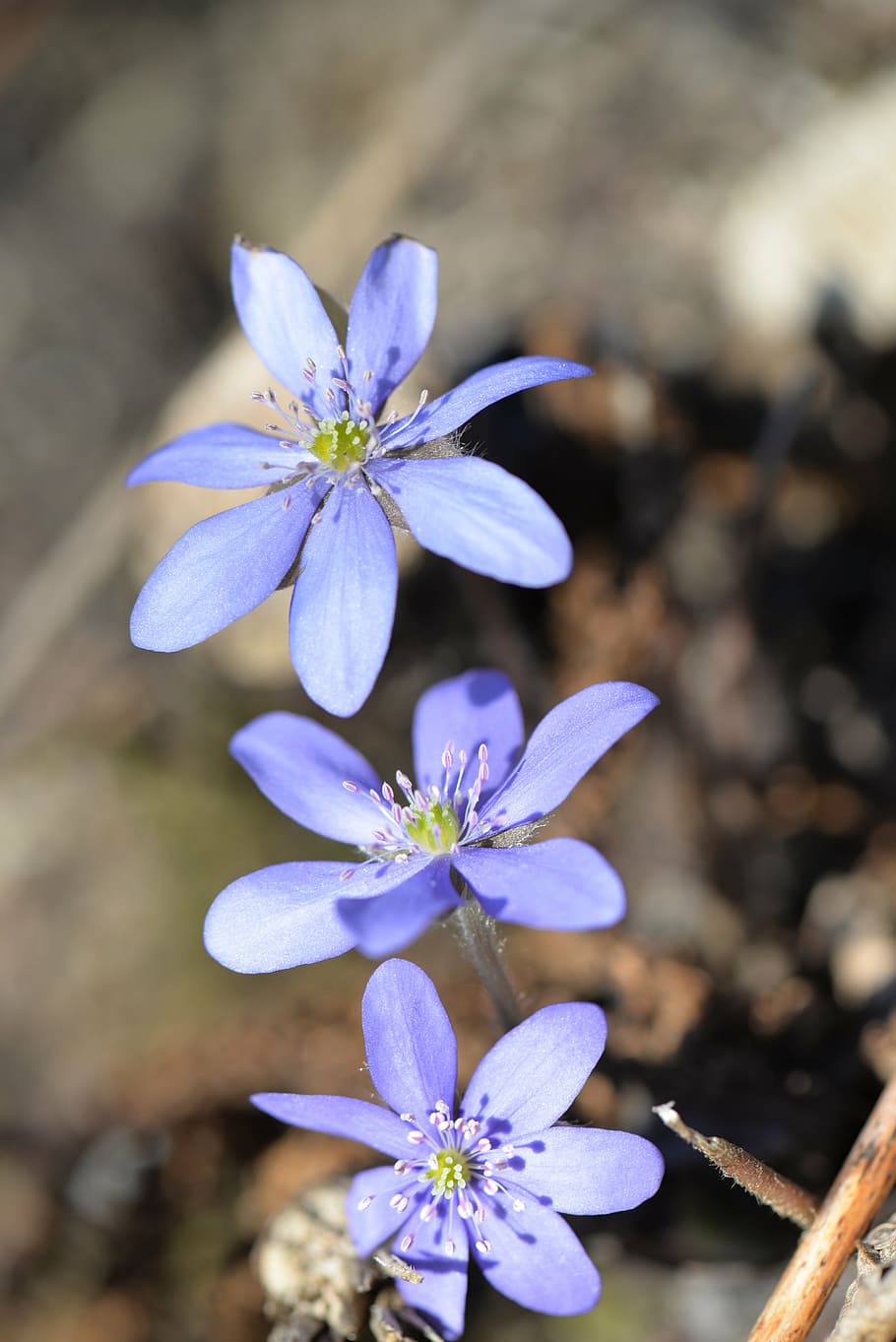 hepatica, blossom, bloom, spring flower, close, flowering plant HD wallpaper