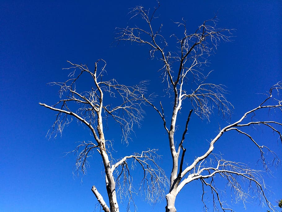 Tree, Nature, Plant, sky, blue, environment, forest, tranquil HD wallpaper