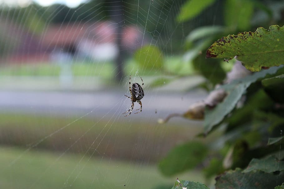 spider, animal, network, cobweb, nature, close, strained networks HD wallpaper
