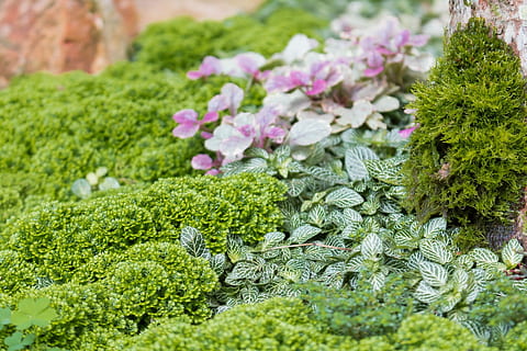 Flower, Small, Spring, flowers, small flower, florir, flowery HD wallpaper