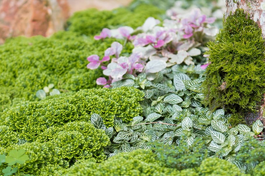 Flower, Small, Spring, flowers, small flower, florir, flowery HD wallpaper