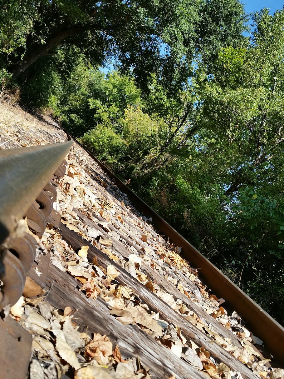 train, railroad tracks, train tracks, plant, tree, nature, day HD wallpaper