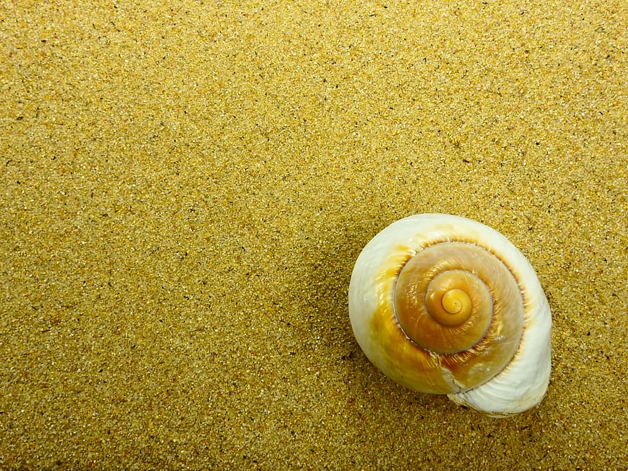 white and brown snail on top of brown sand, beach, shell, nature, HD wallpaper