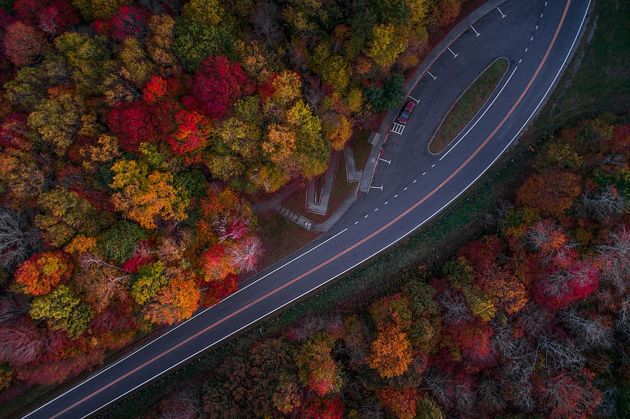 aerial photography of road and autumn trees during day, aerial view photography of road in between of trees HD wallpaper
