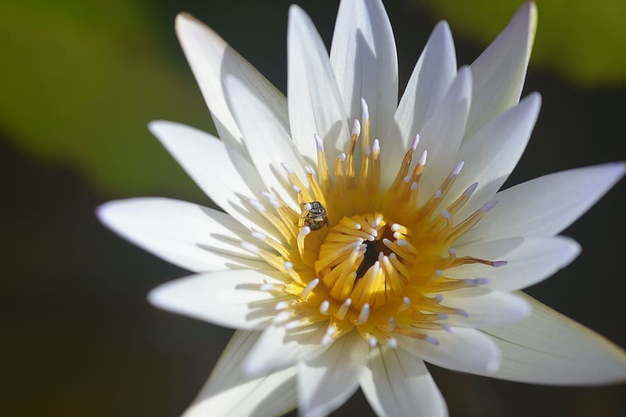 Lotus, Bee, Insects, Flowers, summer, pond, white, nature, plant HD wallpaper