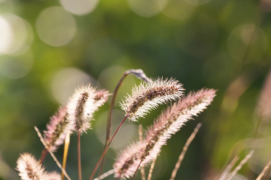 spike, awns, grass, grain, cereals, wild grain, agriculture HD wallpaper