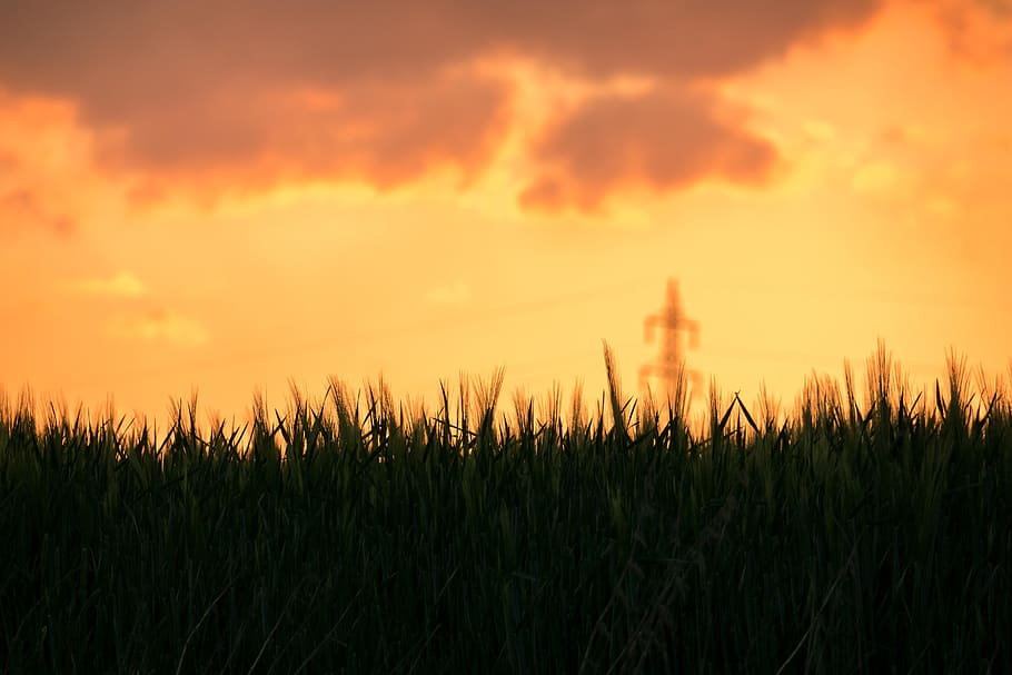 barley, sunset, barley field, clouds, strommast, abendstimmung HD wallpaper