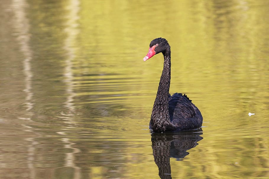 swan, black swan, bird, pond, nature, animal, water, summer