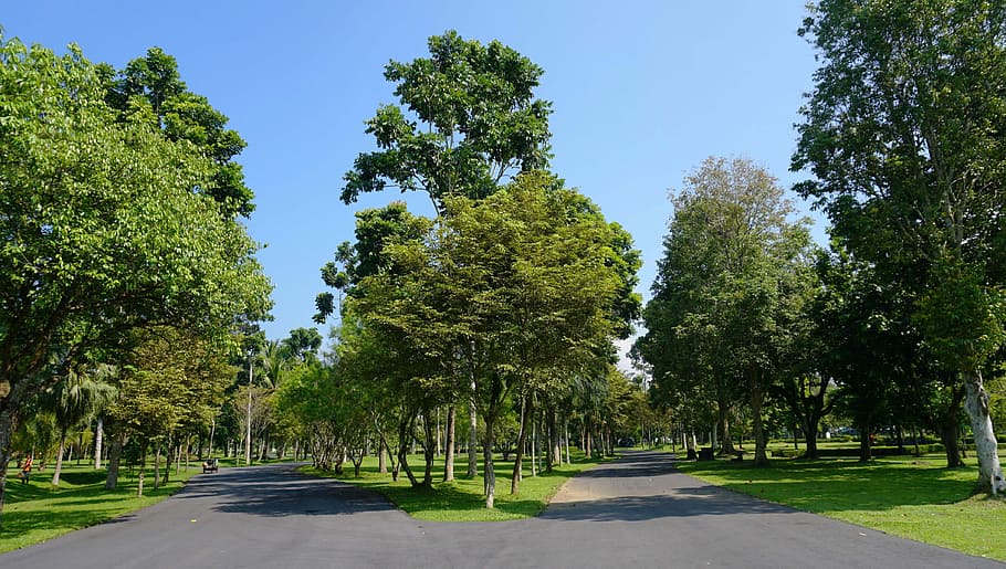Tree, Nature, Environment, trees, green, summer, landscape HD wallpaper